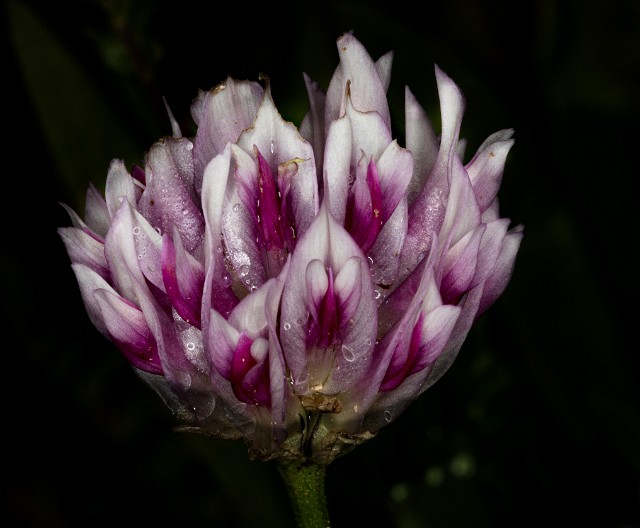 091Trifolium 19-5921.jpg